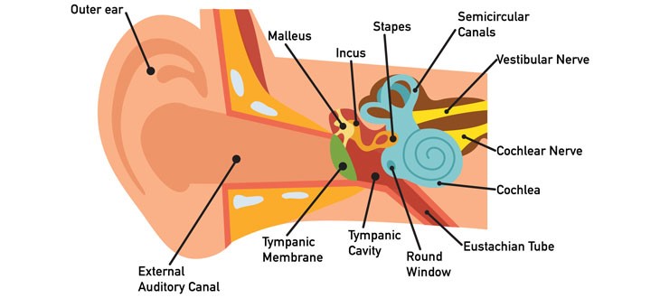 Ear Infection Diagram